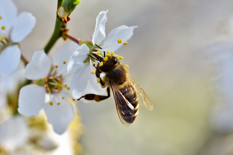 jardinerie-ST JEAN CAP FERRAT-min_bee-4092986